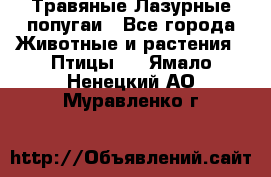 Травяные Лазурные попугаи - Все города Животные и растения » Птицы   . Ямало-Ненецкий АО,Муравленко г.